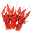 clanlogo