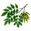 clanlogo